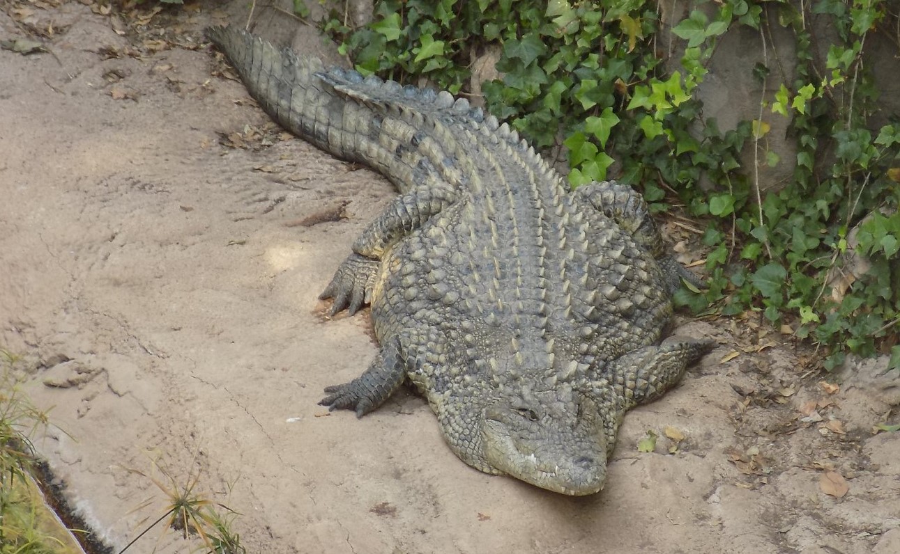 Cocodrilo Del Nilo Jungle Park