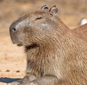 Capybara - Jungle Park